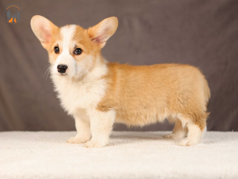 Welsh Corgi Pembroke ZKwP FCI rodzice przebadani