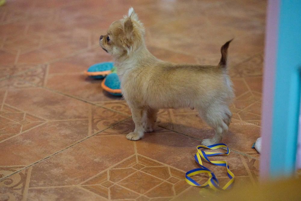 хлопчик та дівчинка Чивава в гарних окрасах  chihuahua