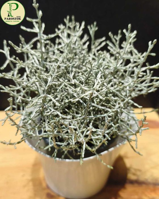 Калоцефалус Леукофіт Брауна (Calocephalus Leucophyta Brownii).