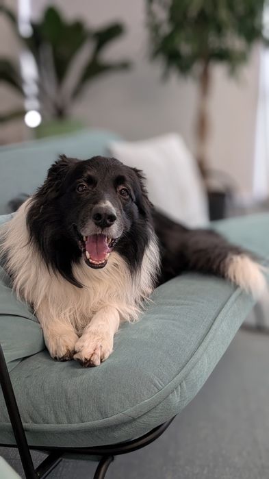 В'язка бордер коллі хлопчик