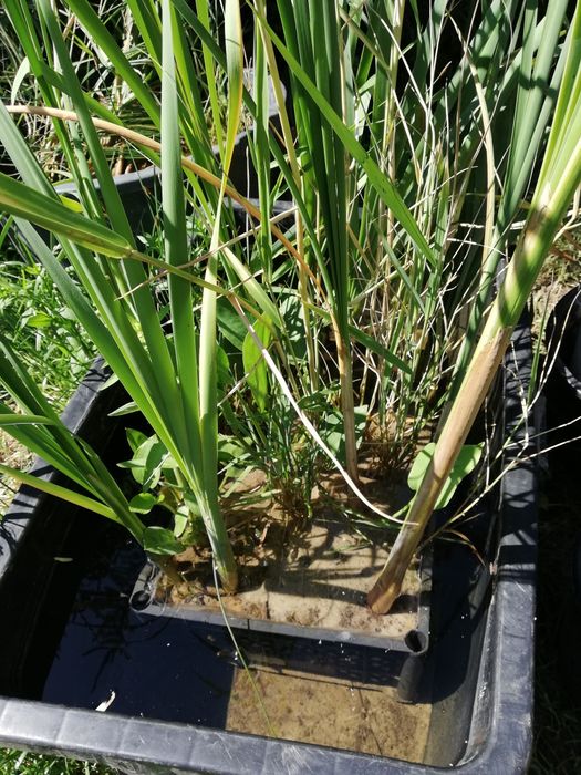 #coppens,#jpd,#кормдлякоі,#коіукраїна,#мальокоі,коіціна,#рибкикоі,#koi