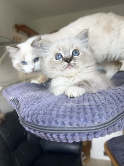 Ragdoll, kociak, kocię, kocurek