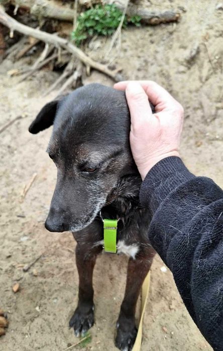 ELMO  rezolutny , kochany psiak do adopcji