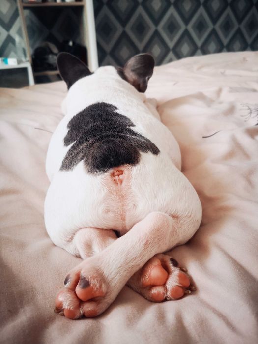 Безкоштовно віддам французького бульдога