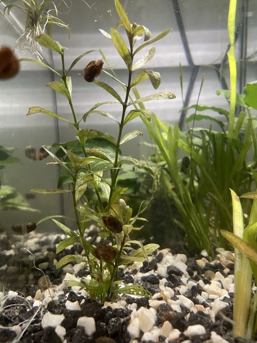 Nadwódka wielonasienna (Hygrophila polysperma)