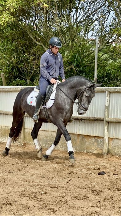 Cavalo PSL blue book complet !