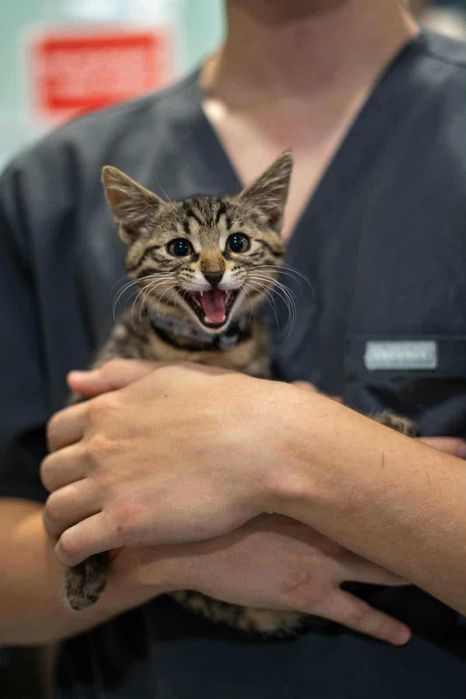 Iskierka szuka domu! Fundacja "Stawiamy na Łapy"