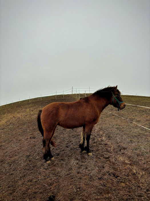 Klacz huculska 4letnia