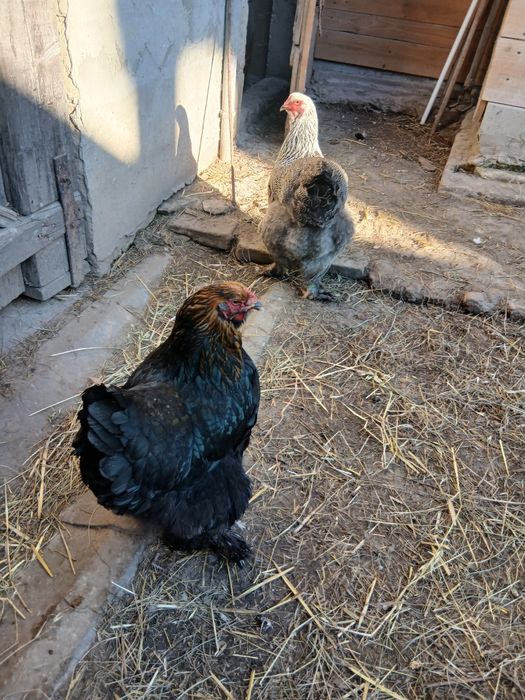 Kury brahma olbrzymia