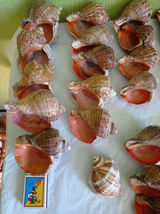 Ракушки Рапана, Аквариум, Декор