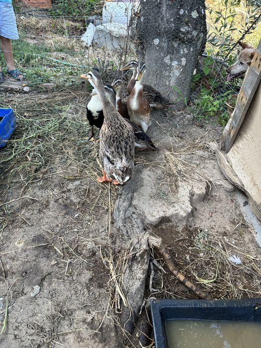 Patos reais machos