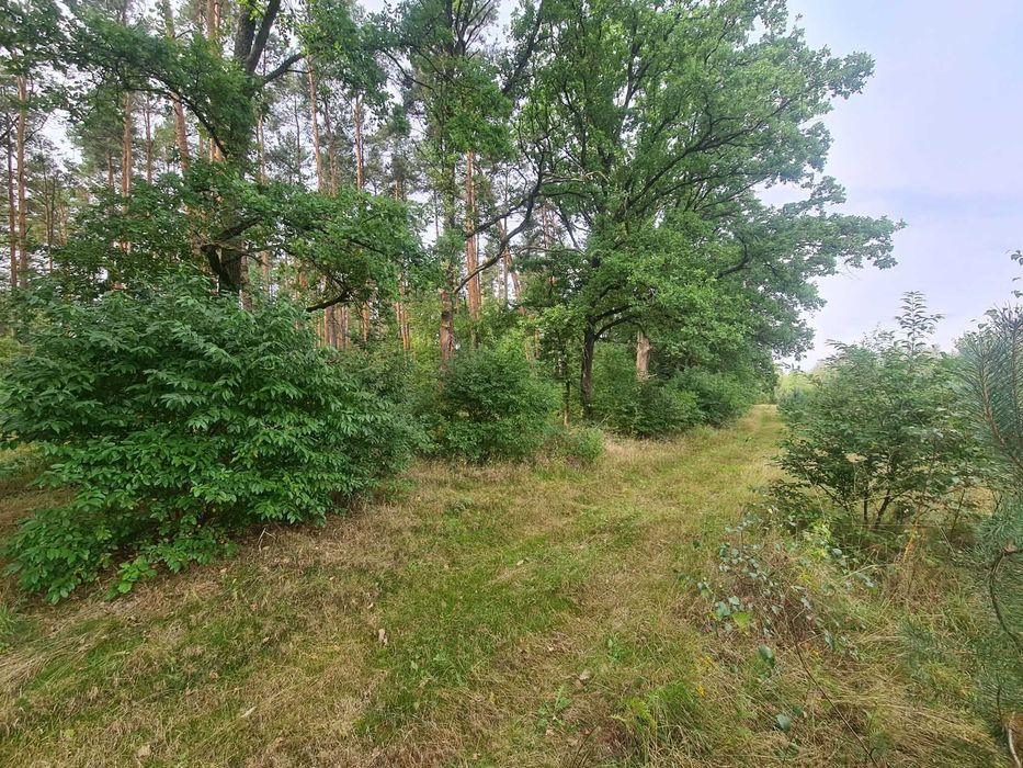 Działka przy lesie, Nowa Kopernia, 924m2, WZ, przyłącze prądu
