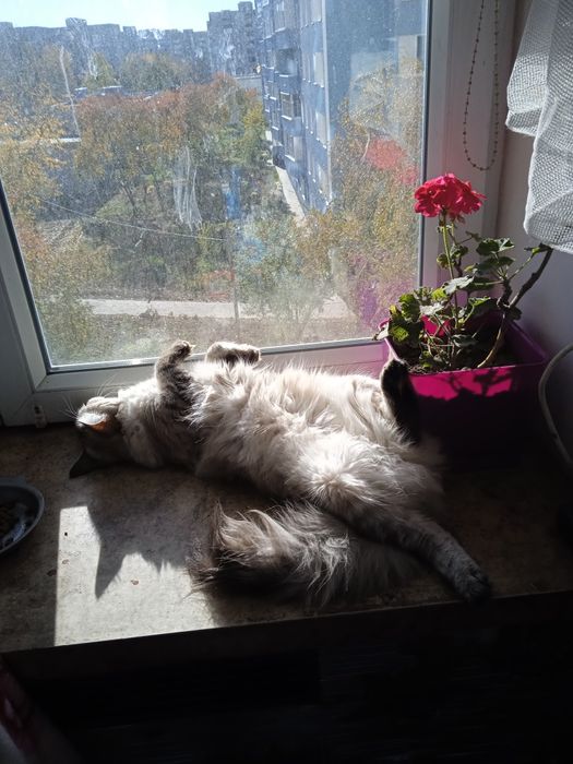 Віддам шотландськут кішку 1,5 роки.