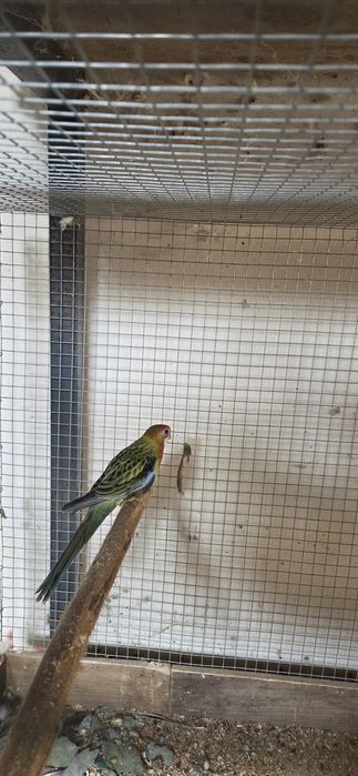 Varias aves para venda.