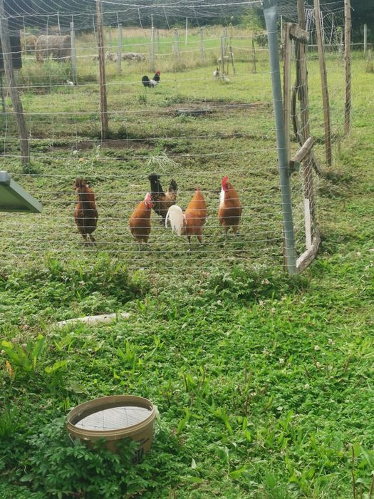 Koguty różne rasy i miksy australorp Fryzyjski  Pawłowski
