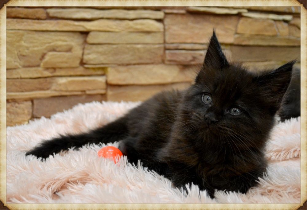 Потрясающие красавцы!Котики Мейн-кун.