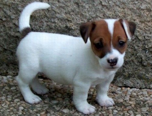 Royal Sublime Jack Russell