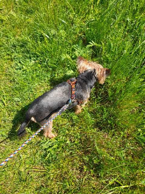 smycz z liny dla małego psa kolorowa 5m