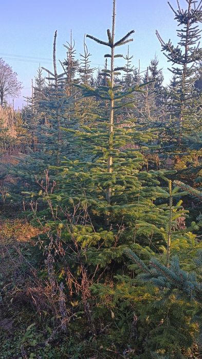 DUŻE Choinki na Święta BN 2025 -Poznań i okolice. DARMOWA DOSTAWA