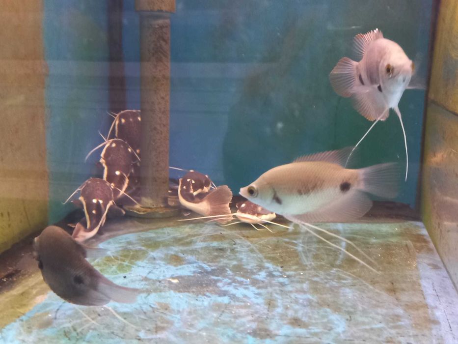 Gourami gigante red tail \ Osphronemus laticlavius 8-10cm