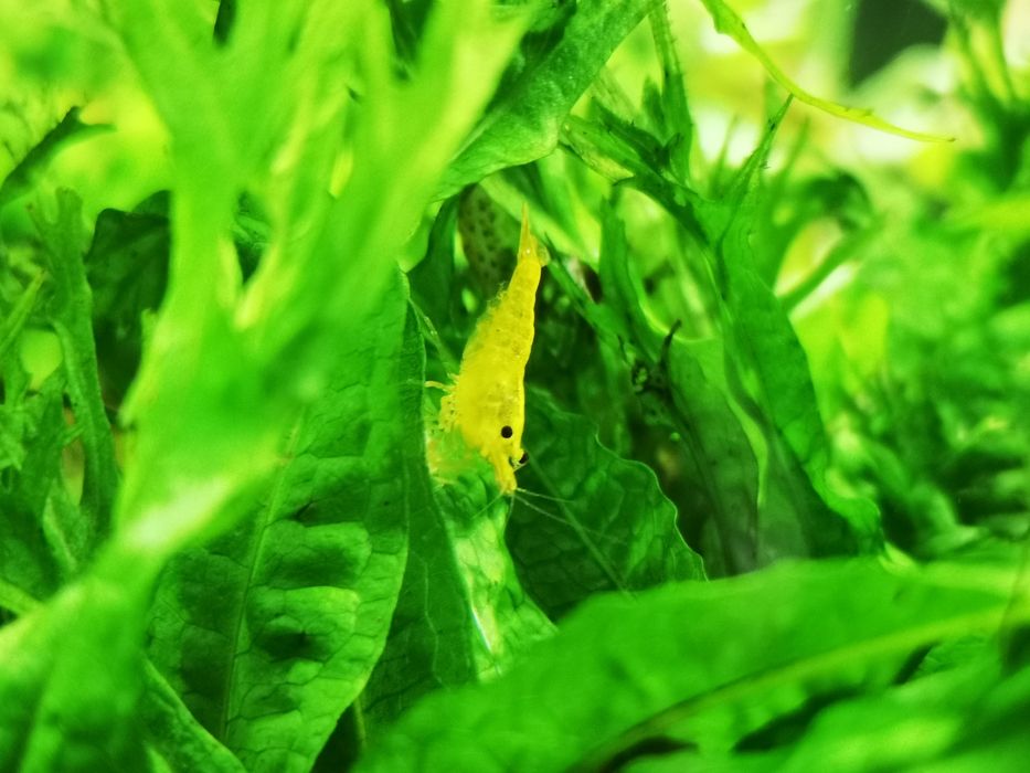 Caridina Yellow king kong