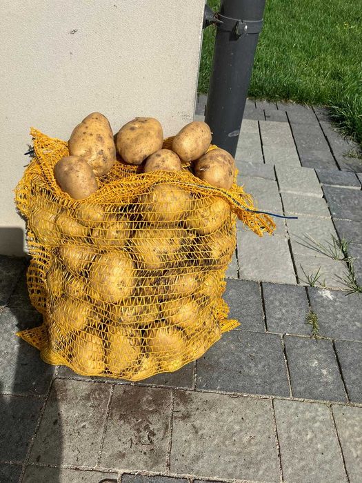 Ziemniaki DENAR zbierane ręcznie
