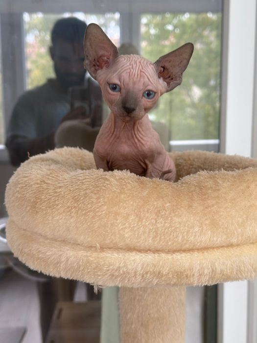Canadian Sphynx