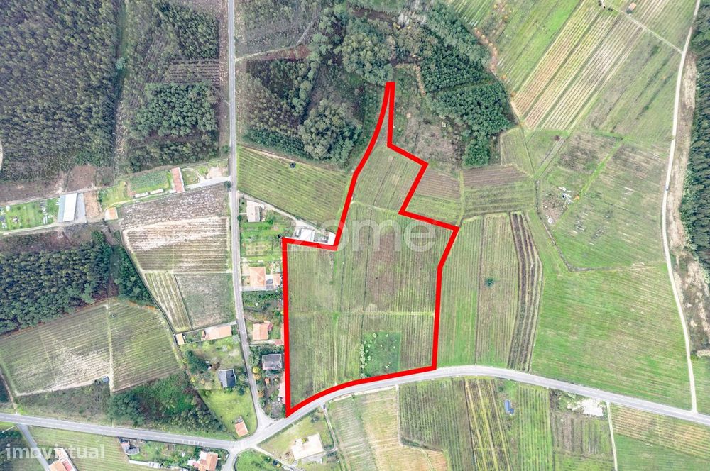 Vineyard with 22,000 m² in Póvoa do Bispo | Cantanhede