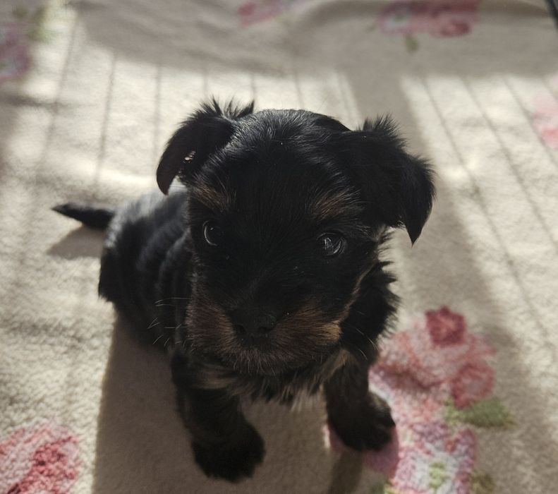 Yorkshire Terrier suczka