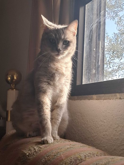 Gatinhos para adoção