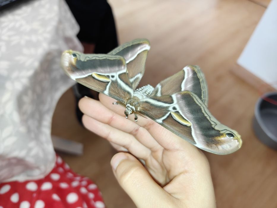 Ovos de Samia ricini