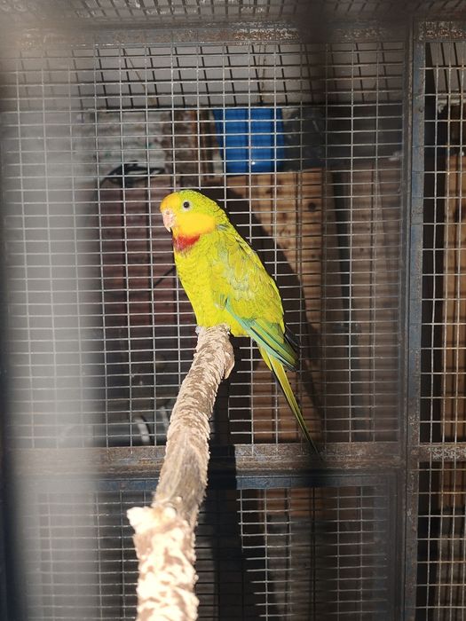 Cedo casal de Barraband e Ring Neck Macho