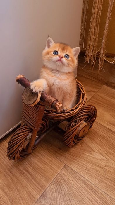 Бесподобный мальчик Золотая шиншилла