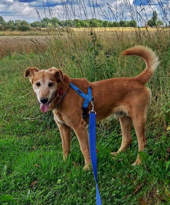 Winnie - wesoły odkrywca poleca się do adopcji.