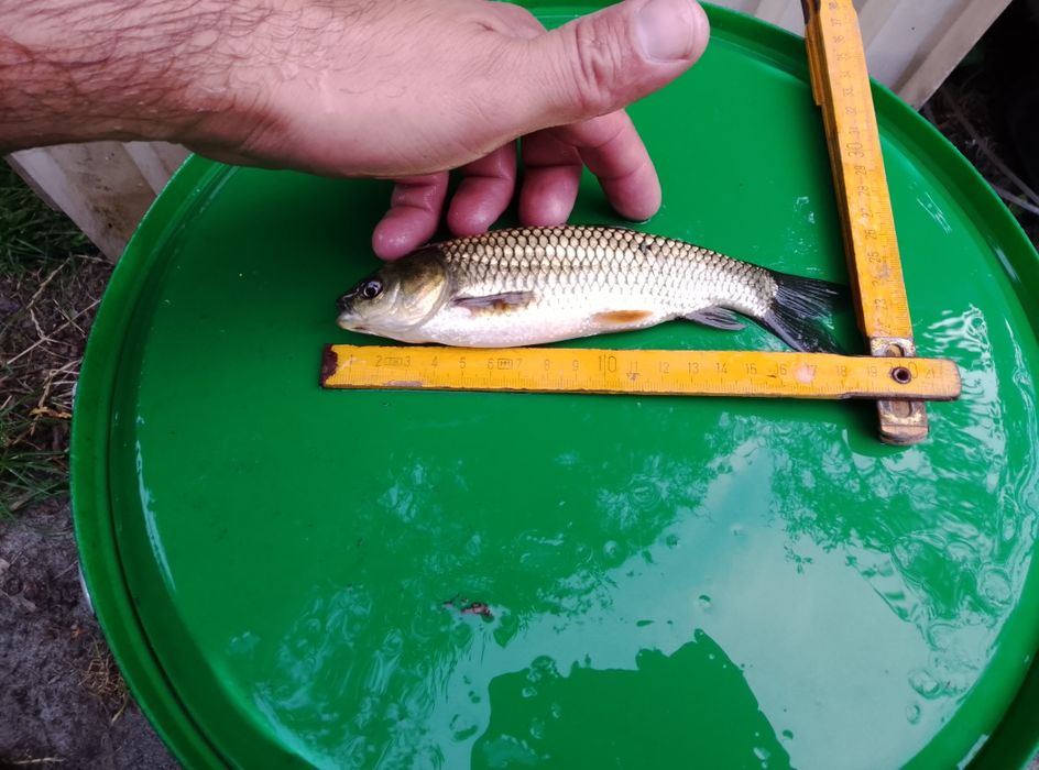 Narybek amura 15-20cm kroczek lipcówka Amur karp sazan
