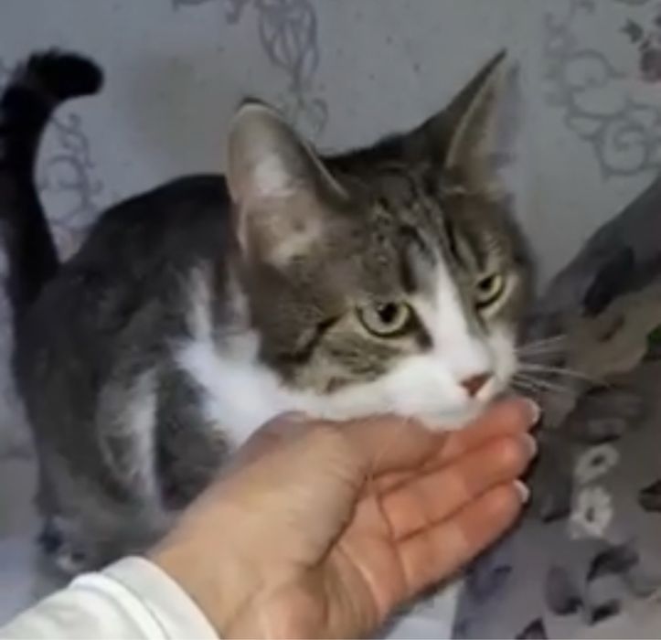 Котенята в добрі руки