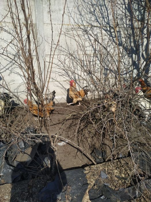 Домшнi кури та качки