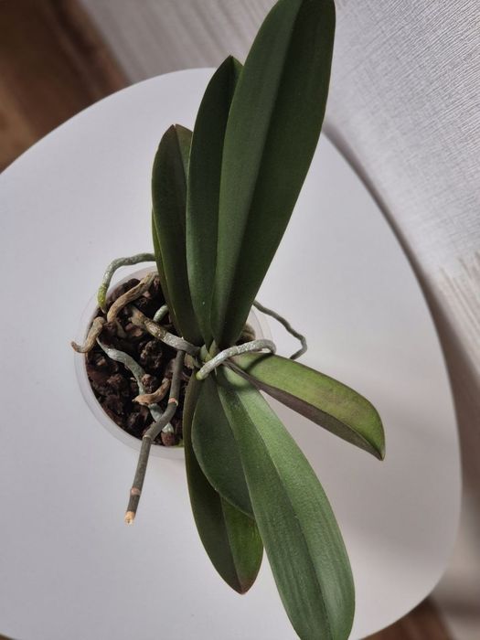 Орхидея биглип big lip Maria Mar