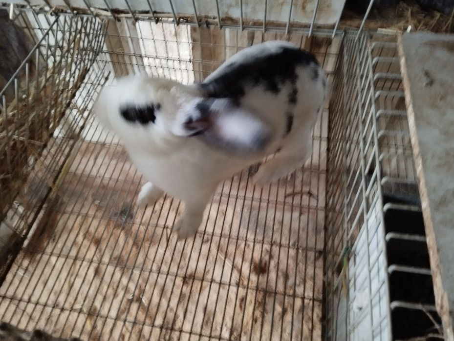 Vendo coelhos raça gigantes mariposa puros machos fêmeas reprodutores