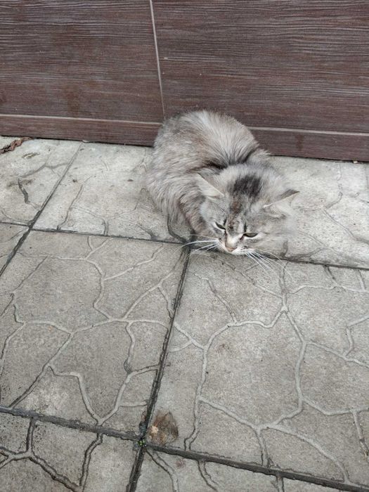 КІТ . В ДОБРІ РУКИ. Стерилізований.