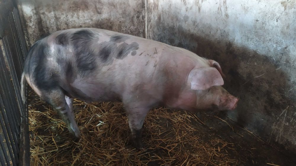 Продам кабанчика