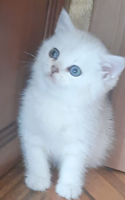 Лялькові кошенятка