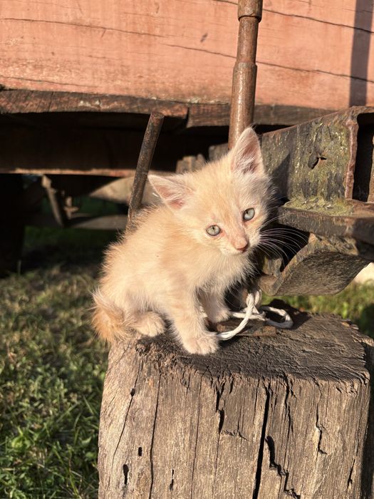 Кошенята шукають люблячий дім.
