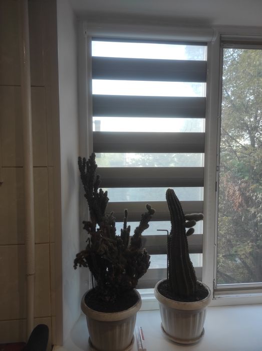 Продам кактус (только вместе)