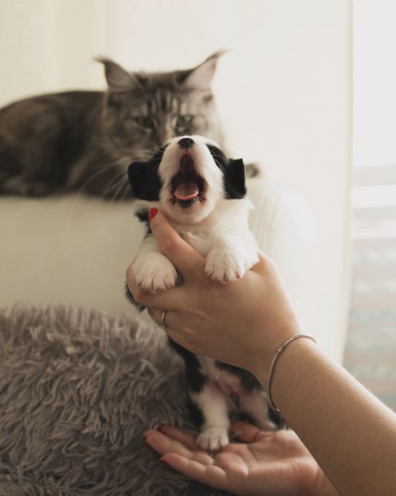 Коргі кардиган