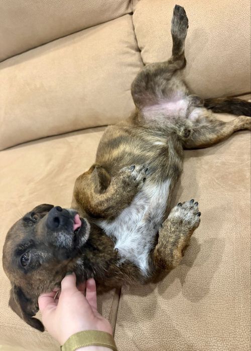 Cão macho para adoção responsável