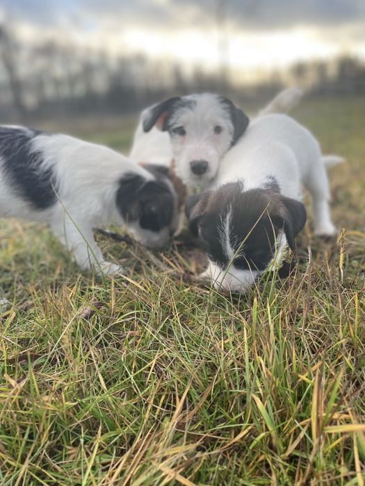 Jack Russell Terrier (FCI) szczeniak