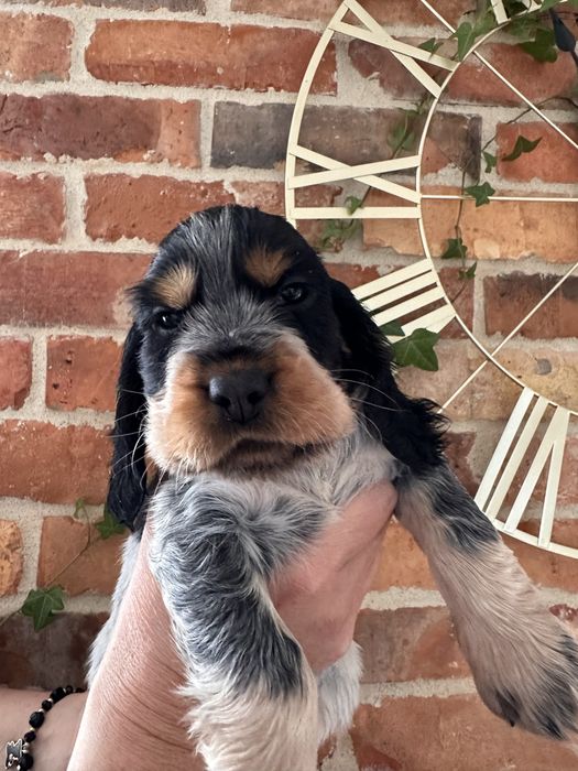 Cocker Spaniel Angielski szczeniaki