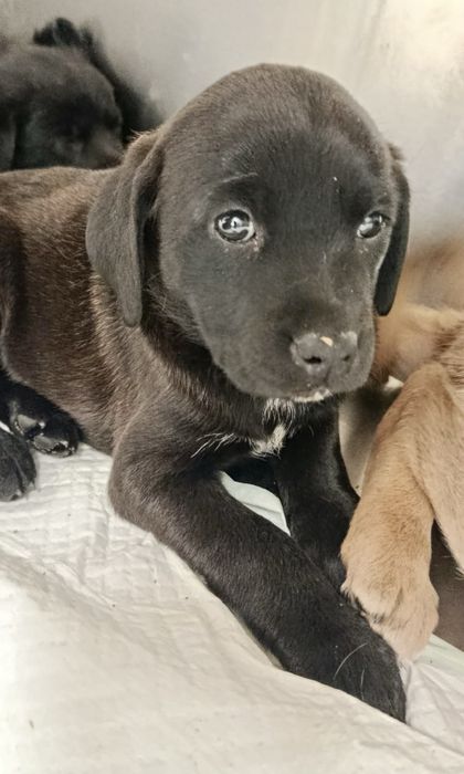 Cães bebés para adoção responsável