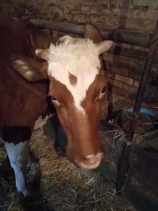 Продамо дві корови